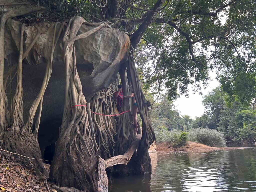 Korzenie drzew w dżungli Khao Sok