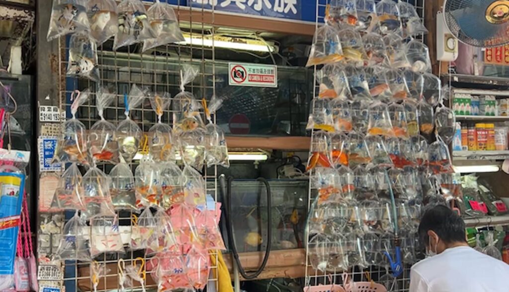Złote rybki na Goldfish market